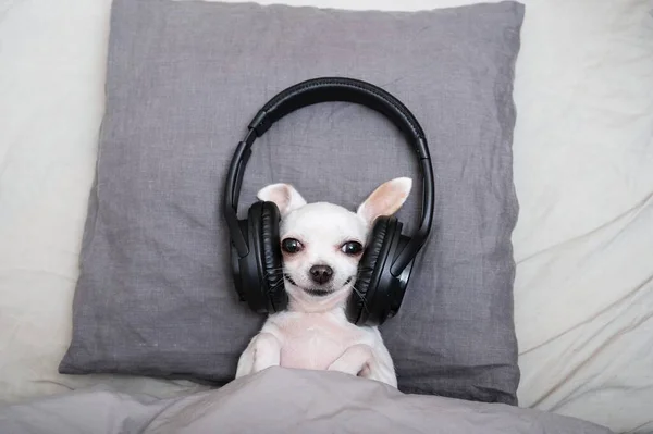 Маленькая Белая Чихуахуа Собака Слушает Музыку Больших Черных Наушниках Лежа — стоковое фото