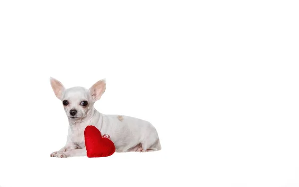 Small White Chihuahua Dog Lies Next Decorative Heart Made Red — Stock Photo, Image