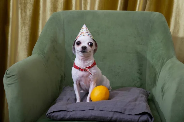 Mały Biały Pies Chihuahua Świętuje Urodziny Siedzi Przytulnym Fotelu Świątecznym — Zdjęcie stockowe