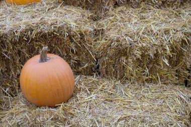 Taze hasat edilmiş büyük sarı bir balkabağı bir sonbahar günü bir çiftlik evinin bahçesinde samanlıkta yatar. Tatil için metin ve fotoğraf koyulacak bir yer.