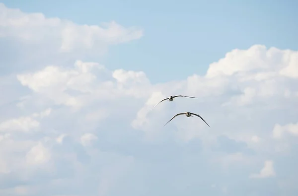 Two Large Seagulls Spreading Wings Wide Soar Sky Backdrop Beautiful — Stock Photo, Image