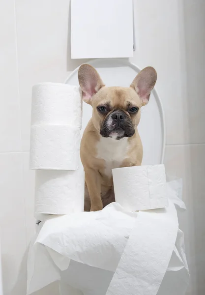 Bir Fransız bulldog, bir tuvaletin tuvaletinde oturur. Etrafı beyaz tuvalet kağıtlarıyla çevrilidir ve sakince kameraya bakar. Köpek tuvalette..