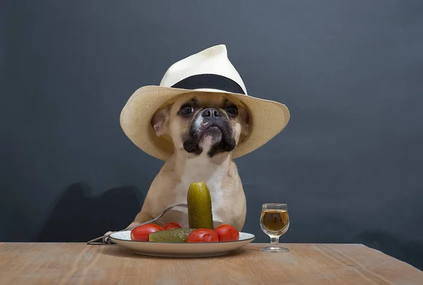 Ein Hund Der Französischen Bulldoggen Rasse Sitzt Kopfüber Mit Stylischem — Stockfoto