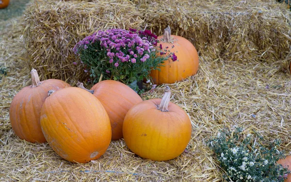 秋天的一天 在农舍院子里的干草上躺着几只新鲜收获的黄熟南瓜 度假时的文字和图片的地方 — 图库照片