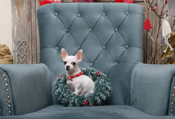 Small White Chihuahua Dog Christmas Wreath His Neck Sits Alone — Stock Photo, Image