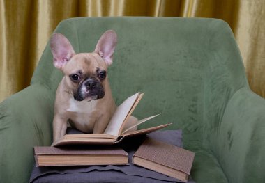 Sakin köpek bulldog kitap okurken, oturma odasındaki rahat yeşil bir koltukta poz verirken dikkatlice bir kitap okur. Fransız bulldog edebiyat okuyor.