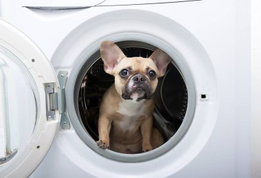 Siyah ağızlıklı safkan bir Fransız buldog yavrusu, duvarlarında beyaz seramik fayanslar bulunan bir banyoda bulunan beyaz bir çamaşır makinesinin metal varilinin ilgisiyle görünüyor. Yüksek kalite fotoğraf