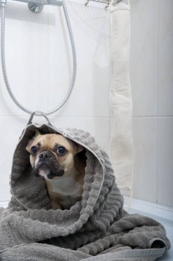 Safkan Fransız buldog köpeği yumuşak havluya sarılı mermer döşemeli duş kabinine oturmuş spa odasında duş aldıktan sonra dinleniyor.
