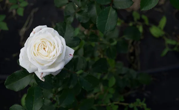 A white rose bud on a bush is the decoration of an English garden and a lot of space for text. A beautiful flower on a green bush.