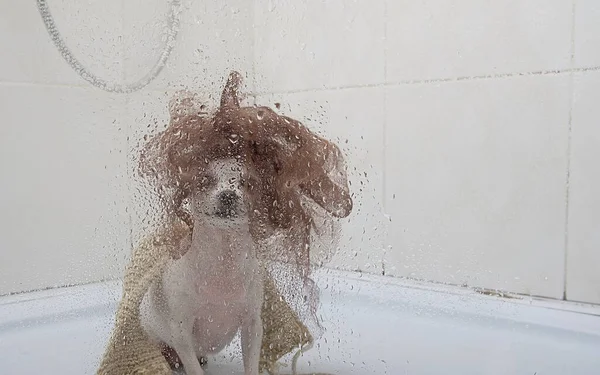 A transparent glass shower door covered in water droplets, behind which sits a small white chihuahua dog with a fluffy brown washcloth on its head. Dog taking a water treatment.