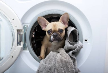 Büyük kulaklı, siyah gözlü, safkan Fransız buldog yavrusu duvarlarında beyaz seramik fayanslar olan bir banyoda bulunan beyaz bir çamaşır makinesinin metal varilinin görüntüsüyle poz veriyor. Fotoğraf..