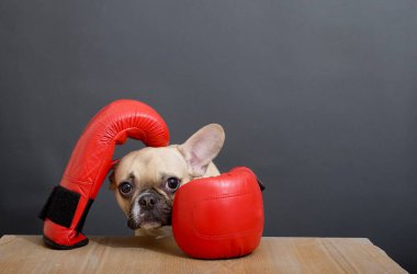 Safkan köpek Fransız bulldog 'u. Kocaman kulakları ve gözleri olan komik, siyah bir ağızlık. Gri bir duvara karşı kırmızı deri boks eldivenleriyle ahşap masada poz veriyor. Yüksek kaliteli stüdyo fotoğrafı..