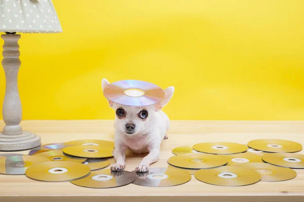 A small white chihuahua dog with big eyes and a sly look lies on a set of music CDs, looking attentively into the camera with a CD on its head.