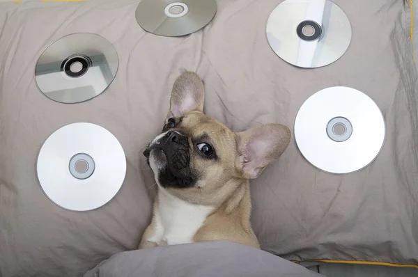 French bulldog dog with a cheerful black muzzle with big ears and black eyes opened lies on a cozy large grey pillow with shiny discs and listens the music . High quality studio photo.