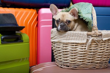 Safkan Fransız bulldog köpeği. Komik siyah ağızlık ve büyük kulaklar. Arka plandaki renkli bavullardan poz veriyor. Yanında gri bir şapka ve yeşil bir bayan şapkası var.. 