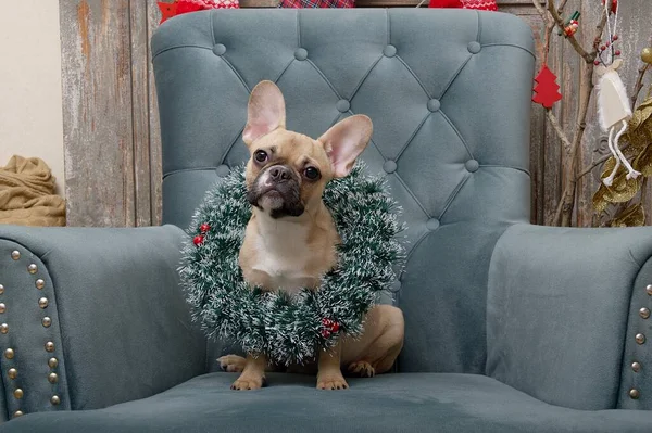A French Bulldog breed dog with a large Christmas wreath around its neck sits in an armchair in a cozy living room in anticipation of the holiday. The dog celebrates Christmas and New Year.