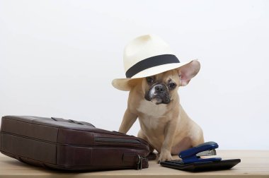 Bir bulldog köpeği kafasında beyaz bir şapka olan büyük bir iş çantasının yanında oturur ve kameraya bakar. Bir muhasebe hesap makinesi ve yanında da ofis çalışanı olarak bir köpek..