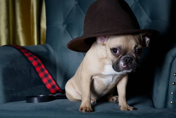 Dedektif şeklinde bir Fransız Bulldog, loş ışıklı bir oturma odasında siyah bir şapka takıp rahat bir koltukta kameraya bakar. Köpeğin yanında bir büyüteç var..