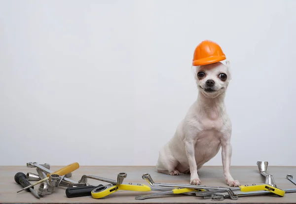 Chihuahua dog in a red protective construction helmet sits in a row of wrenches on a white background, celebrating Labor Day. The dog positively looks at the camera while posing in a photo studio.