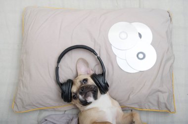 Bulldog yumuşak bir yastığın üzerinde sırt üstü uzanmış CD 'lerin yanında büyük kulaklıklarla müzik dinliyor. Fransız bulldog gri bir yastığın üzerinde yatarken müziği sever..