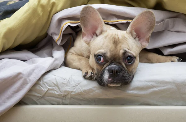 Bulldog dog lies in bed under a blanket with a sad look and looks skeptically to the side. The French Bulldog lies under a warm blanket and looks around.