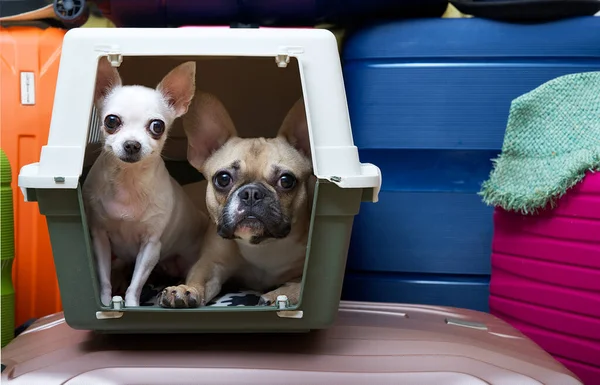 Two dogs, a bulldog and a chihuahua in a carrier, are waiting for the start of the journey, calmly looking at the camera. A French bulldog and a small chihuahua are carried among large suitcases of different colors.