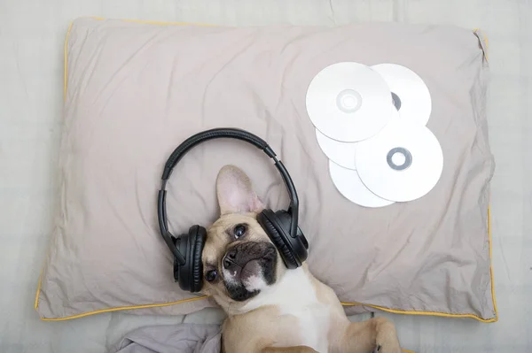 这只斗牛犬躺在柔软的枕头上 在Cd旁边的大耳机里听音乐 法国斗牛犬躺在灰色枕头上欣赏音乐 — 图库照片