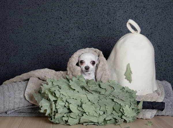 On the table are a hat for visiting a Russian bath and a broom made of oak branches behind which a Chihuahua dog sits. A white dog looks attentively at the camera in a Russian bath.