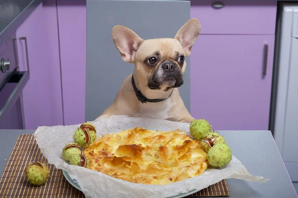 Fransız buldog köpeği sıcak ev mutfağında yeni hazırlanmış lezzetli bir turtayla poz veriyor ve başka tarafa bakıyor. Huysuz yeşil kestaneler tabağın etrafında yatar, sonbahar havası yaratır..