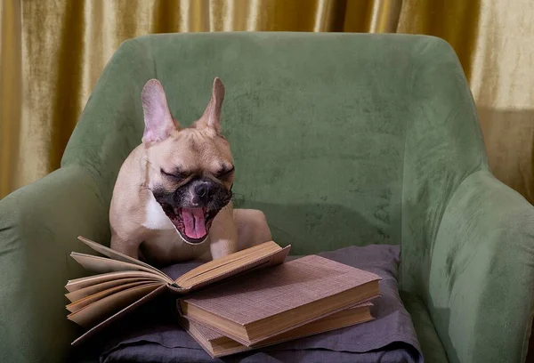 Bulldog dog laughs at a book while sitting in a comfortable green chair. French bulldog is reading in the living room.