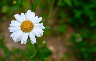 Yeşil bir tarlada papatya çiçeği. Dolgunluğun bulanık arka planında beyaz narin yapraklar. Yaz günü.