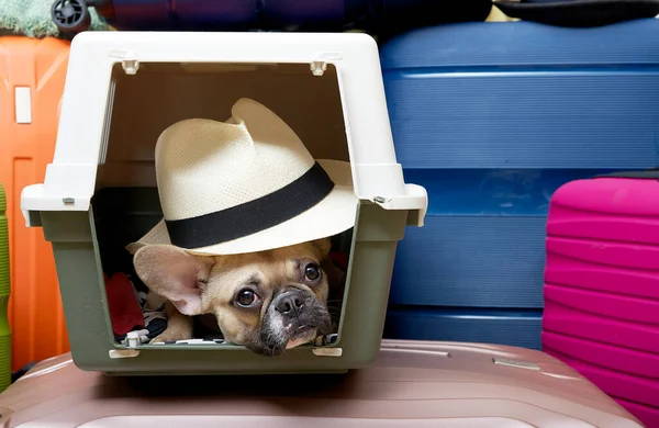 The bulldog dog lies in a carrier and waits for the start of the journey, calmly looking into the camera. French bulldog wearing a stylish hat lying in a carrier among a large suitcase of different colors.