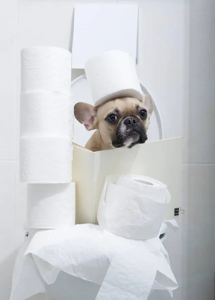 Buldog tuvalet odasındaki tuvalette bir sürü kağıt rulo arasında oturur ve bir rulo da kafasında tutar. Köpek sakince kameraya bakar..