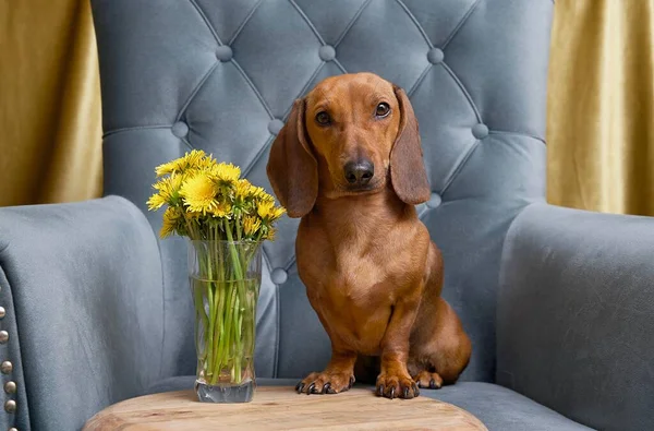 A dachshund hunting dog sits in a cozy lounge chair with a small bouquet of yellow dandelions looking straight into the camera. Festive portrait of a dog with a bouquet in the studio.