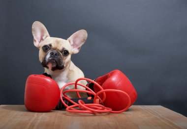Safkan köpek buldog, iri kulakları ve gözleri olan komik siyah bir ağızlık ile kırmızı deri boks eldivenleri ve gri bir duvara karşı atlama ipiyle ahşap bir masada oturuyor. Yüksek kalite fotoğraf