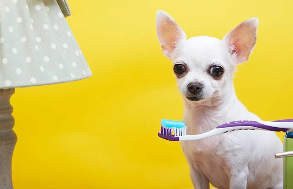 A small Chihuahua dog with a cheerful muzzle and big eyes sits near the lamp looking with surprise at the toothpaste on the brush.