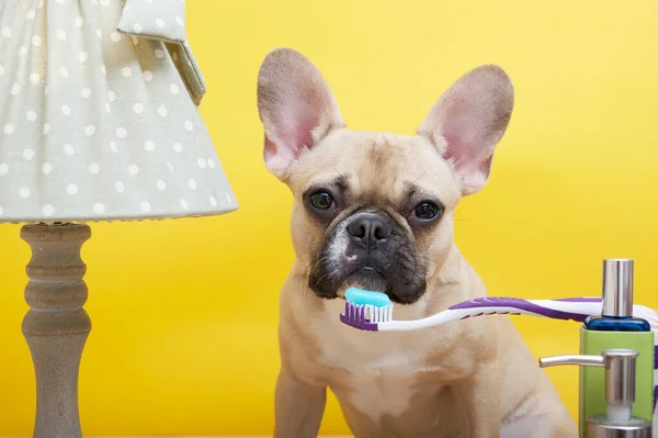 A french bulldog breed dog sits against a yellow wall with a toothbrush on which there is a thick layer of multi-colored toothpaste. The dog is engaged in personal hygiene.