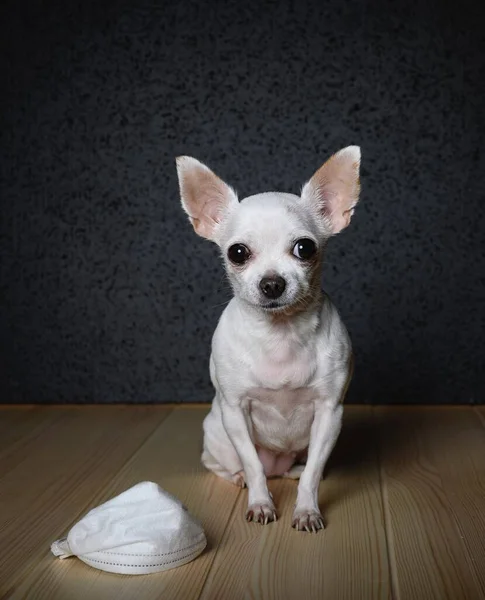 Chihuahua dog sits on a light textured wooden surface and looks straight. At the feet of the dog lies a white gauze bandage to protect against the virus. Black background, studio.