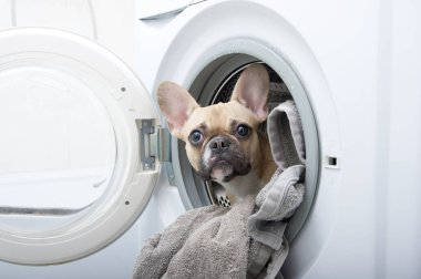 Büyük kulakları ve siyah gözleri olan safkan Fransız buldog yavrusu, banyoda bulunan beyaz bir çamaşır makinesinin içindeki havlularla birlikte metal varildeki ilgiyle poz veriyor. Stüdyo fotoğrafı.