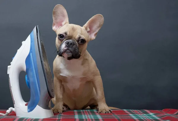 A small beige puppy of French bulldog breed dog with funny muzzle sits next to a blue electric iron nearby a black background and looking to the camera.The dog poses while doing housework - ironing.