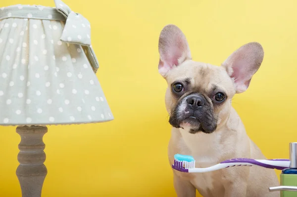 A French bulldog breed dog with smart eyes sits with a toothbrush on which a multi-colored zoom paste next to a vintage lamp looking carefully into the camera. Yellow photo studio background.