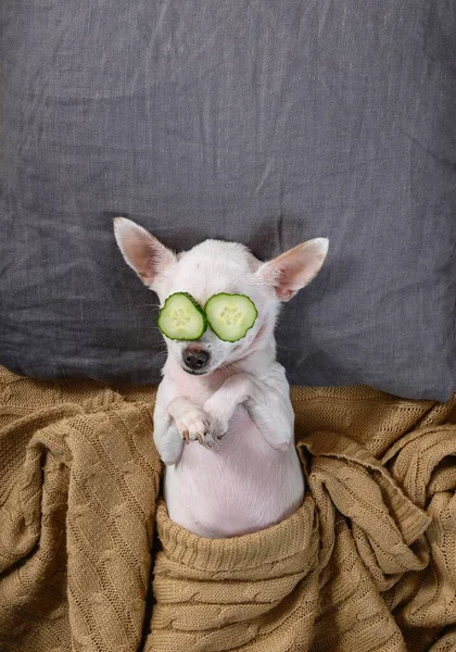 A beautiful small dog of the Chihuahua breed lies in bed on a pillow with its paws folded and covered with a blanket. On the eyes are slices of cucumbers for the SPA procedure. Studio, vertical frame.
