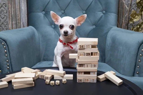 A pedigreed chihuahua dog with a funny muzzle with big ears and black eyes sits posing in a comfortable armchair by the constructing wooden pyramid, looks attentively into the camera. Studio photo.