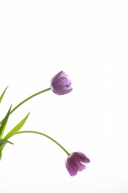 Beyaz arka planda yeşil yapraklı iki leylak lale tomurcuğu. Laleler sol köşede yer alır. Mesaj için yer. Stüdyo