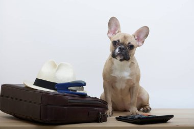Bir bulldog köpeği, üzerinde şık bir şapka ve hesap makinesi bulunan deri bir evrak çantasının yanında oturur. Bir Fransız Bulldog 'un ofis çalışanı olarak fotoğrafı..
