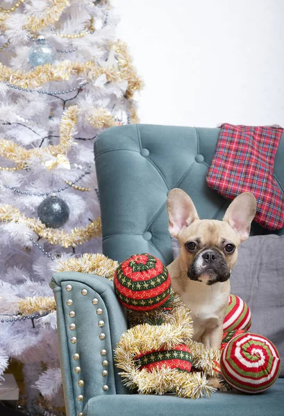A dog of the French Bulldog breed sits with its head bowed next to a Christmas tree among a variety of toys, ready to meet the holiday. Dog waiting for Christmas and New Year.