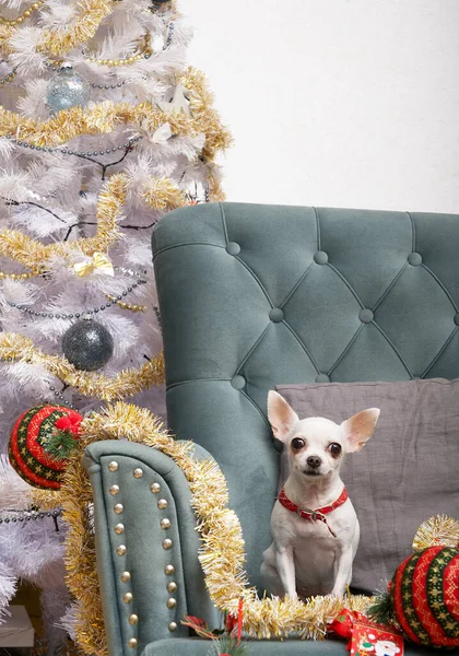 A small white chihuahua dog sits next to a Christmas tree among a variety of toys, ready to meet the holiday. Dog waiting for Christmas and New Year.
