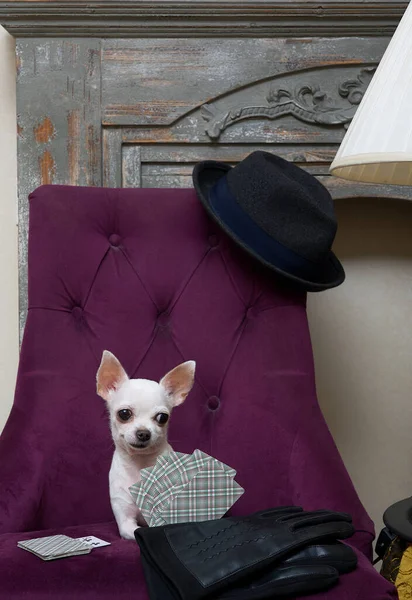 A funny little Chihuahua dog with a cheerful muzzle recklessly plays cards while lying in a glamorous purple chair by the fireplace. Cozy interior and a beautiful dog in the frame.