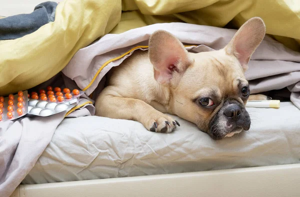 フランスのブルドッグ品種の犬は 病気の間にさまざまな丸薬と温度計の隣に暖かい毛布の下にベッドの中にあります 犬は病気で悲しいことにカメラを見て — ストック写真