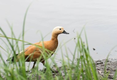 Kahverengi tüylü bir ördek, boş, soğuk bir kır havuzunda tek başına poz veriyor, gümüş renkli bir su ile bir çiftlik evinin yakınında yeşil bir yüzey üzerinde yürüyor ve ördek yavrularını arıyor. Doğa.